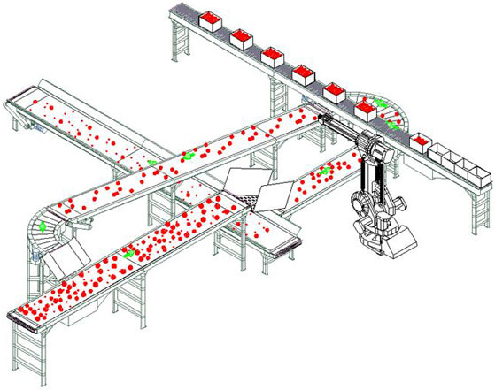 robotic case packing of tomatoes