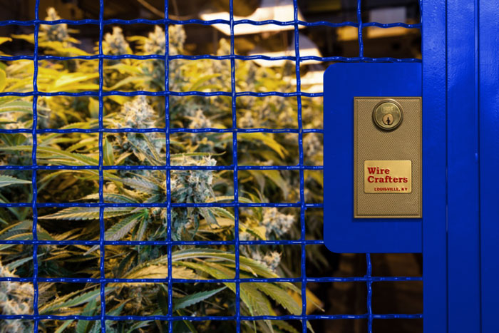 cannabis plants behind a locking wire security panel