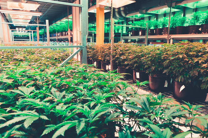 cannabis plants on a growing rack
