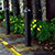 Brown bollards and plants at the edge of a parking lot in front of a fence