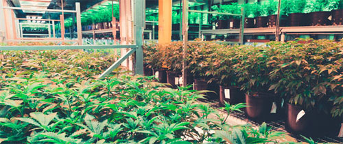 Plants in a growing rack